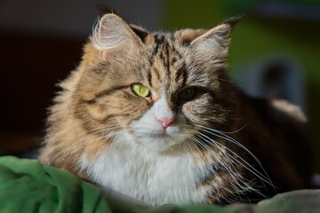 Siberian cat is lying on the bed