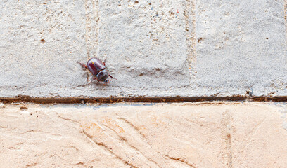 Beetle in Motion: Macro Nature