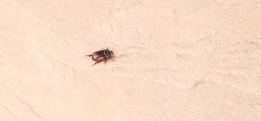 Segmented Creature: Beetle in Action