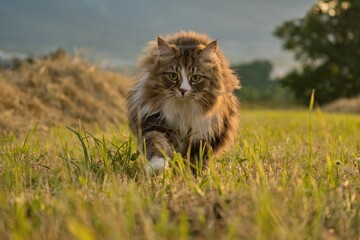 Naklejka na ściany i meble Big Siberian cat with long hair at sunset