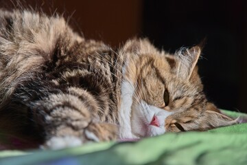 Lying adult Siberian cat with yellow eyes