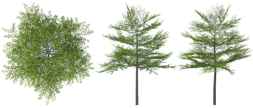 Terminalia Mantaly Tree as known as Madagascar Almond