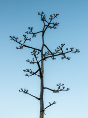 Branches Of Yucca Plant Against Clear Blue Sky