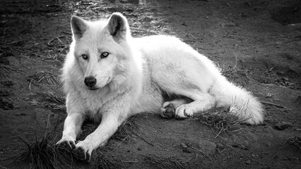 Loup blanc