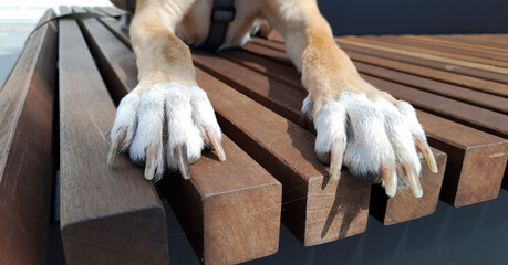 Banner with dog paws. Ginger paws of dog with white toes lying on wooden bench. Close-up. Nail trimming. Animal claw care, health care. Defocused background. Header for advertising, website, blog.