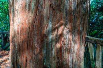 California Redwoods Close-up