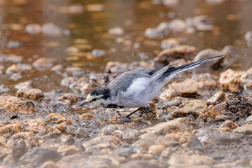 Black-backed wagtail(Motacilla alba lugens)