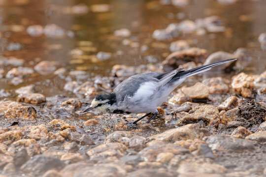 Black-backed wagtail(Motacilla alba lugens)