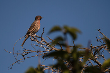 House finch Female Perched on a Dried Wisteria Branch