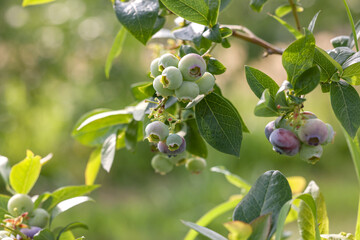 Wild blueberries growing outdoors, closeup. Seasonal berries