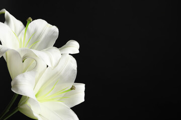 Beautiful white lily flowers on black background, closeup. Space for text
