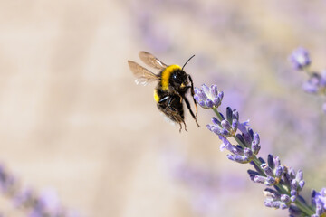 bumblebee starts to fly at a lavender flower