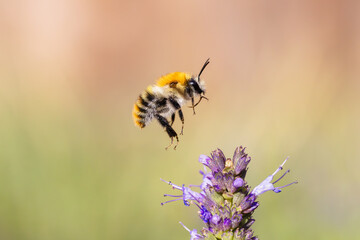 flying bumblebee at Agastache flowers in the garden