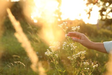 Woman walking through meadow and touching beautiful white flowers at sunset, closeup - obrazy, fototapety, plakaty