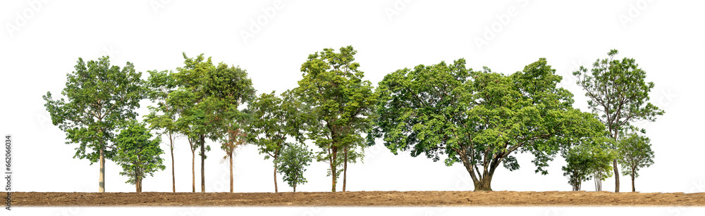 Sticker green trees isolated on transparent background forest and summer foliage for both print and web with