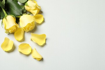 Beautiful yellow roses and petals on light grey background, above view. Space for text
