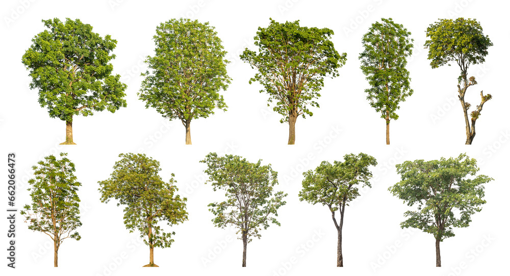 Fototapete collection of green trees isolated on transparent background. for easy selection of designs..