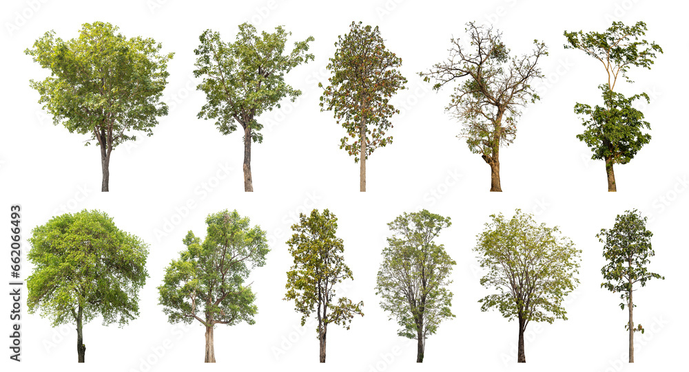 Poster collection tree cut out from original background and replace with white background for easy to selec