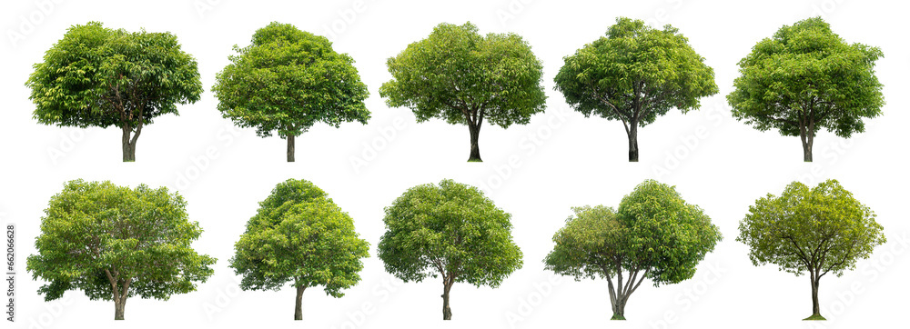 Poster Collection of green trees isolated on transparent background. for easy selection of designs.