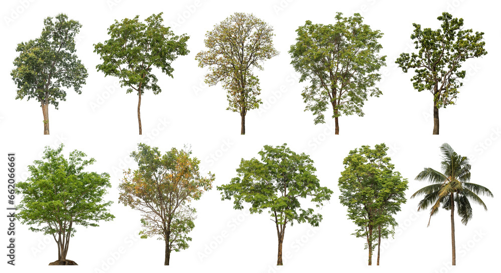 Poster collection of green trees isolated on transparent background. for easy selection of designs.
