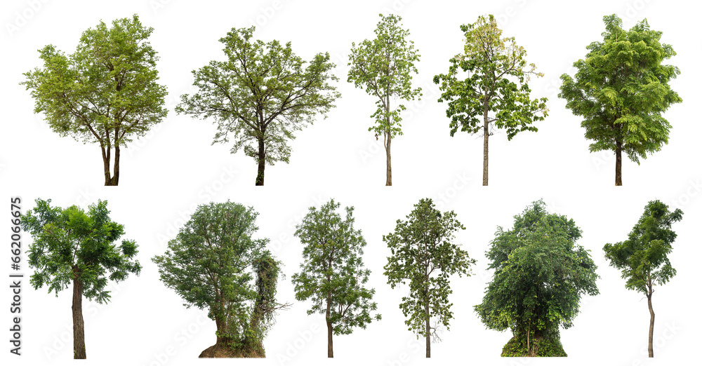 Aufkleber collection of green trees isolated on transparent background. for easy selection of designs.