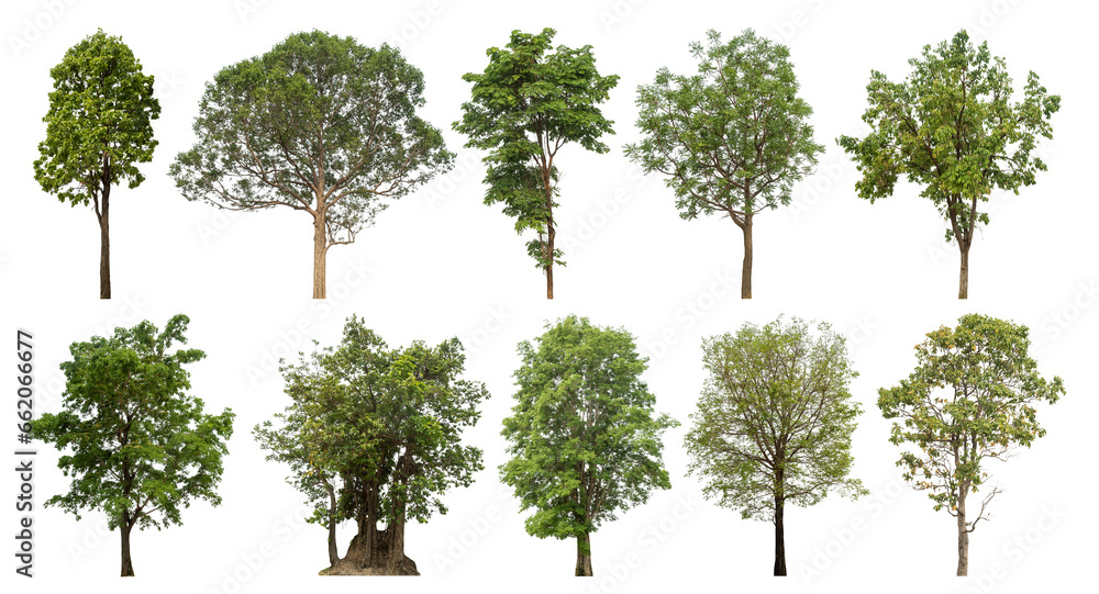 Poster collection of green trees isolated on transparent background. for easy selection of designs.