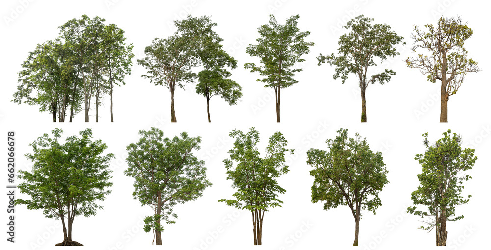 Aufkleber collection of green trees isolated on transparent background. for easy selection of designs.