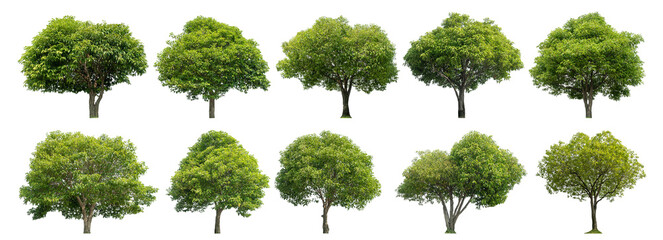 Collection of green trees isolated on transparent background. for easy selection of designs. - obrazy, fototapety, plakaty
