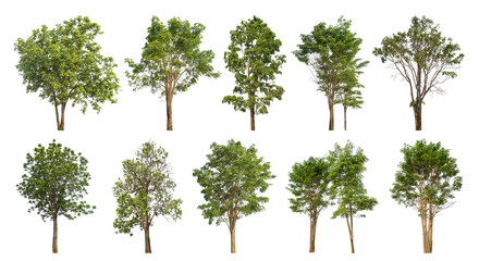 Collection of green trees isolated on transparent background. for easy selection of designs.