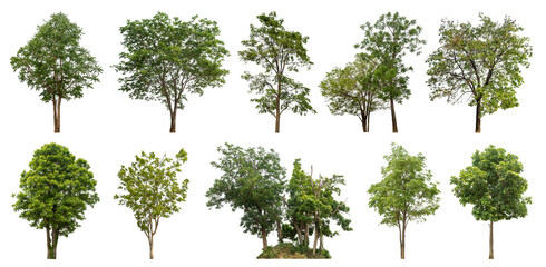 Collection of green trees isolated on transparent background. for easy selection of designs.