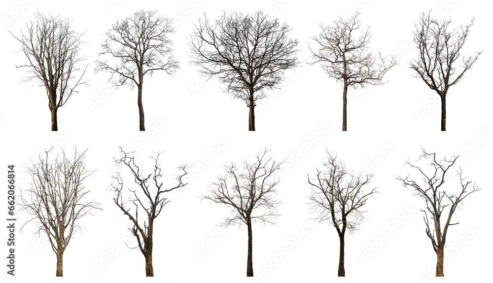 Poster Collection of dead tree isolated on transparent background. for easy selection of designs.