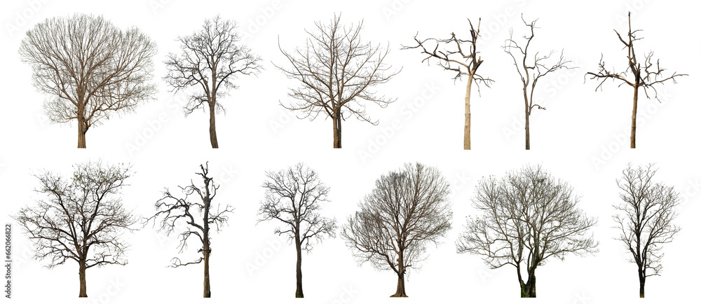 Poster Collection of dead tree isolated on transparent background. for easy selection of designs.
