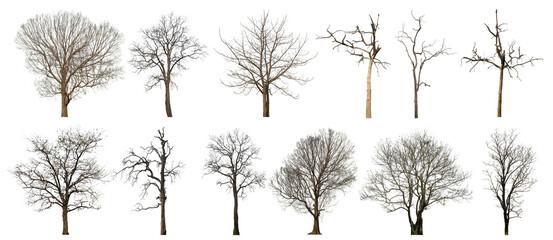 Collection of dead tree isolated on transparent background. for easy selection of designs. - Powered by Adobe
