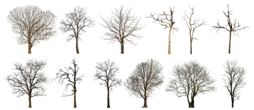 Collection of dead tree isolated on transparent background. for easy selection of designs.