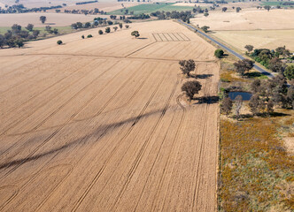 Wheat Field - Canowindra - NSW Australia
