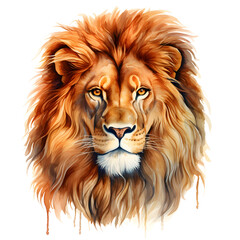 lion isolated on white