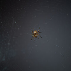 very small spider on the web