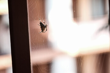 close up of the silhouette of a small spider on its web between bars