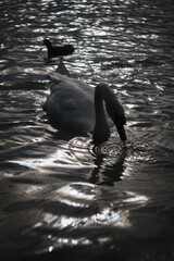 A swan on the water drinking, backlit and viewed from above.