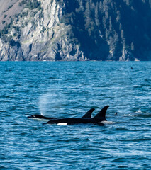 Naklejka premium Orca Pod Coming Up For Air