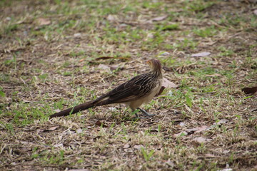 ave anu branco - Guira guira