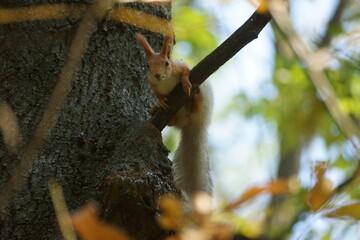 squirrel in the tree