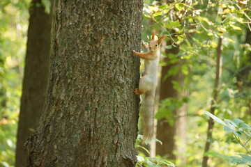 squirrel on a tree
