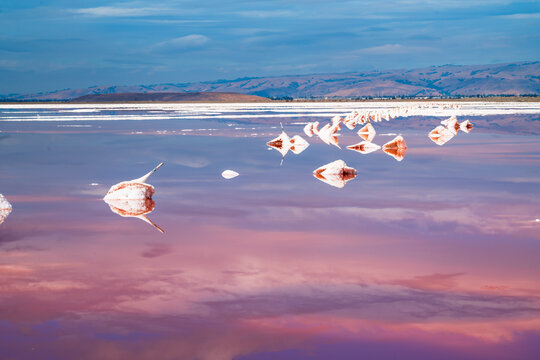 Pink Sal Flats at Alviso Marina Country Park
