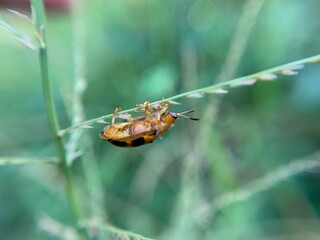 Macro shot of tortoise beetle or Aspidimorpha miliaris