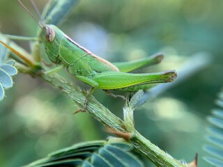 Macro shot of Grasshopper or Caelifera