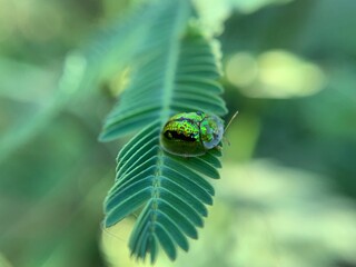 Macro shot of tortoise beetle or Aspidimorpha miliaris