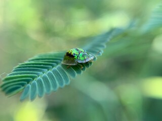 Macro shot of tortoise beetle or Aspidimorpha miliaris