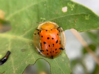 Macro shot of tortoise beetle or Aspidimorpha miliaris