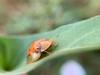 Macro shot of tortoise beetle or Aspidimorpha miliaris